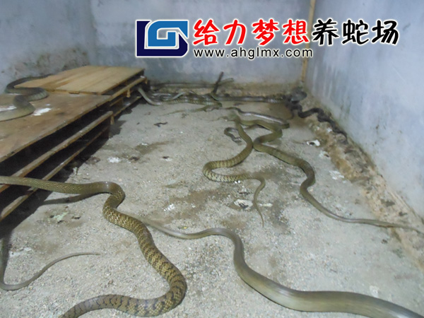 ˮ���������Bֳ